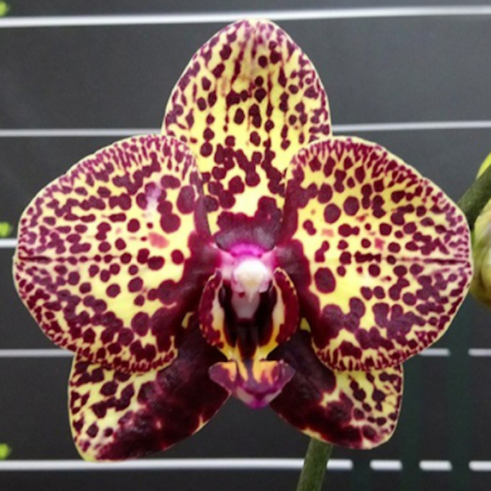 Phal. I Hsin Yellow Leopard 8cm • Ελληνικές Ορχιδέες • Μοναδικές ορχιδέες με στυλ και αρώματα!