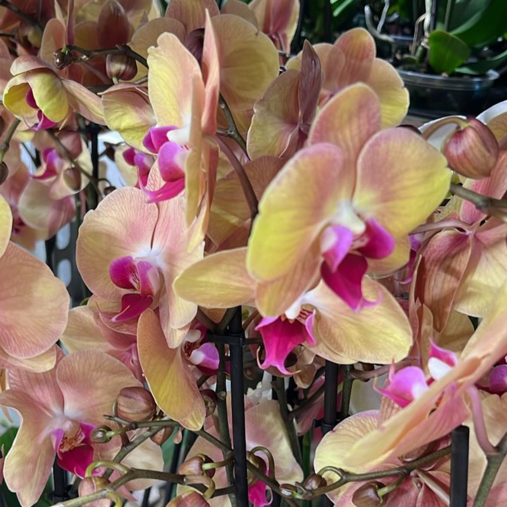 Ορχιδέα Phalaenopsis Amber Princess - Ελληνικές Ορχιδέες