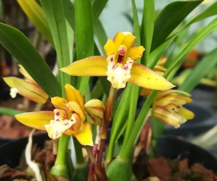 Maxillaria gracilis cerifera miniature Aroma • Ελληνικές Ορχιδέες • Μοναδικές ορχιδέες με στυλ και αρώματα!